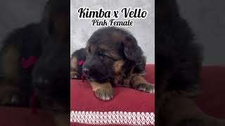 Kimbas 4 amp 12 Weeks Pink Collar Female [upl. by Idoc]