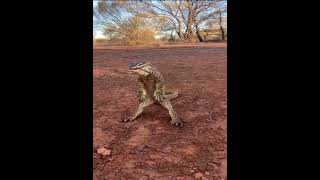 At the sight of an enemy Varanus panoptes stands up on its hind legs transforming into a dinosaur [upl. by Llennahc247]