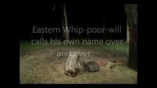 For a good nights sleep  the Eastern Whippoorwill [upl. by Enelad837]