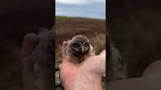 Wildlife Conservationist Placing Baby Owls Back in their Burrow  ViralSea [upl. by Batsheva]