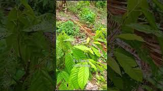 spraying of foliar fertilizer sa cacao [upl. by Schnell]