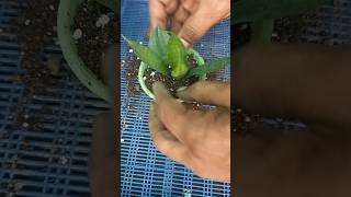 Reusing ♻️ plastic pot amp propagate 🌿small plant 🪴reuse shorts propagation [upl. by Gnirps835]