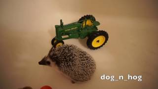 Healthy Toy Types for Hedgehogs [upl. by Mctyre866]