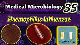 Haemophilus influenzae شرح بالعربي [upl. by Castara]