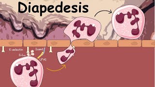 Diapedesis  Extravasation of Neutrophils  Innate immunity [upl. by Ponzo]