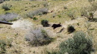 Chasse Sanglier au Maroc avec de Nombreux Tirs [upl. by Ilhsa]