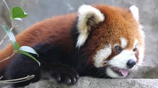 Ăn Shou Shou Gấu trúc đỏ Jiao Jiao  Red Panda [upl. by Notneuq]