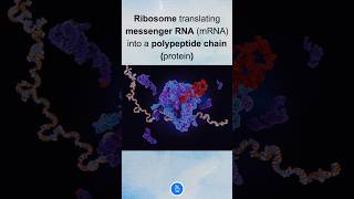 Ribosome  Protein Synthesis [upl. by Boyt]