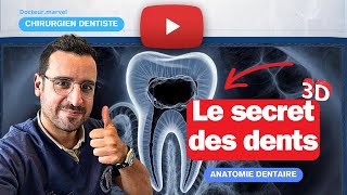 Le SECRET des DENTS  le NERF dentaire [upl. by Ycrad]