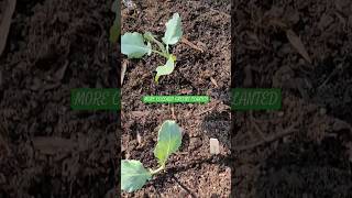 Collard Green amp Kholrabi planted [upl. by Leanard]