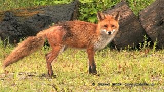 2016 06 25 Fuchs am Holzhaufen – red fox on woodpile [upl. by Nee]