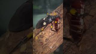 Assassin Bugs vs Cockroaches MASSACRE  🗡🩸 shorts [upl. by Wyatt598]