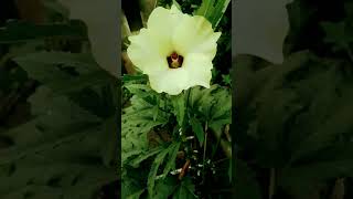 surer banshi re fuler Kane sure subscribemychannel naturelover [upl. by Lanctot]