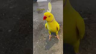 Funny parrot funny funnypetslife funnyanimal funnyshorts animals funnybird pets fyp foryou [upl. by Christianity]