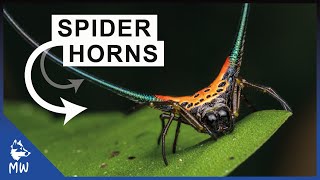 Longhorned Orbweaver Spider  Horniest Spider in the World [upl. by Aviva]