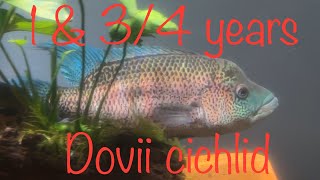 1 34 years update dovii wolf cichlid [upl. by Barthel676]