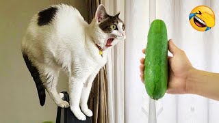 New Funny Animals 2024 😄 Funniest Cats and Dogs Videos 😻🐶 Part 4 [upl. by Eetnahc]