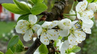 Greengage Plum Tree Blossom  Grow Greengage Plum [upl. by Roarke]