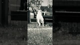 Dogo argentino and friends [upl. by Loeb]