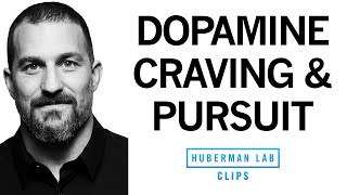 Dopamine System Craving amp Pursuit Explained  Dr Andrew Huberman [upl. by Ellehcen]