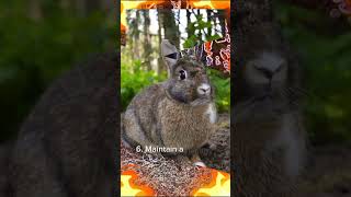 Important Tips to keep your RabbitBunny Healthy 🐇 bunny rabbit pets HolasCuniculture animals [upl. by Pavier806]