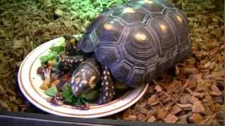 Redfoot Tortoise Care amp Housing HD 720p [upl. by Loziram]