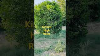 kinnow high rates khairpur punjab [upl. by Artimas]