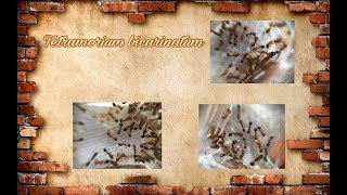 Tetramorium bicarinatum 1 [upl. by Irami]