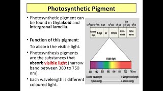 Photosynthetic Pigments [upl. by Clair]