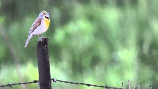 Dickcissel short 2014 [upl. by Selina]