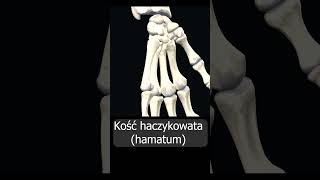 Kość haczykowata hamatum uczymy razem shorts anatomia medycyna 3d anatomy [upl. by Furlani]