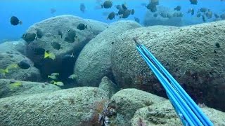 Spearfishing videos in Hawaii 2024 [upl. by Hesper828]