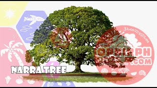 Why is it Narra Tree is one of the national symbol of the Philippines [upl. by Ahsatel]