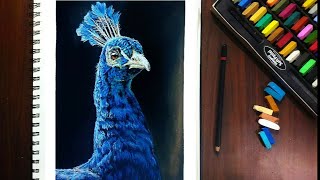 How to Draw Realistic Peacock features easily step by step  Soft Pastel Drawing  Peacock Drawing [upl. by Vigor615]