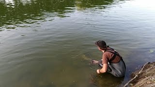 Pêche silure du bord en Loire au leurre touche en directe [upl. by Follmer865]