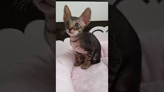 Cornish Rex kitty so so cute [upl. by Fanya745]