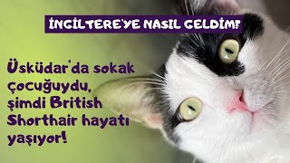 KEDİMİ İNGİLTEREYE NASIL GETİRDİM Belgeler ücretler ve kargo şirketleri hakkındaki detaylar [upl. by Kasey]