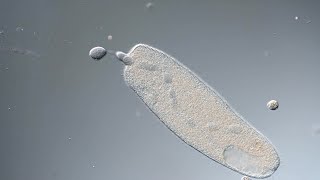 Spirostomum repairs itself after membrane rupture [upl. by Lupien]