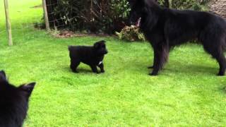 Groenendael puppies playing [upl. by Divan450]