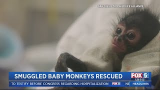 Smuggled Baby Monkeys Rescued [upl. by Cadal]