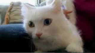 Cats 101 Turkish Angora [upl. by Ynahteb]