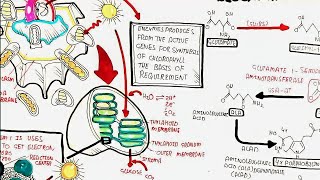 what is chlorophyllbiosynthesis of chlorophyllbiochemistry umerfarooqbiology7083 [upl. by Siberson]