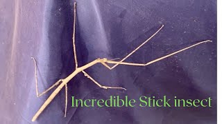 Incredible stick insect 🕸  walking stick insect  Amazing Nature 🍃 [upl. by Ahsiekam]