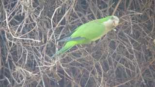 Monk Parakeet building a nest in New Haven CT [upl. by Rekab]