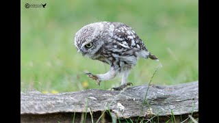 Summer time Little Owls [upl. by Anialam]