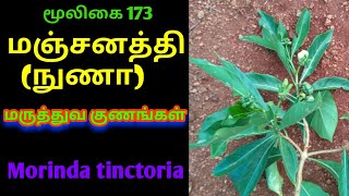 மஞ்சனத்தி மரம்manchanethi treemorinda tinctorianuna treenuna fruitsAlasal [upl. by Elianore]