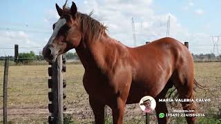 VENDIDO⭐🐴 PADRILLO ALAZAN CUARTO DE MILLA  💲550000  LOSEQUINOSCOM [upl. by Naashom]