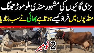 Today Malumor Mandi Jhang Rates Update  Cows Fresh Rates Update  Cow Mandi 2024 [upl. by Enelaehs]