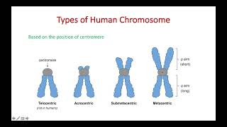 Chromosome Types and Karyotyping [upl. by Suoilenroc]