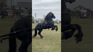 stallion horse bighorse horselover cai youtubeshorts subscribe commentshow [upl. by Nagem926]